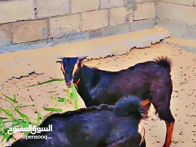 للبيع  تيوس  من حلالةالدار  العمر 5 شهور