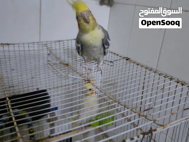 جوز كوكتيل منتج وشغال