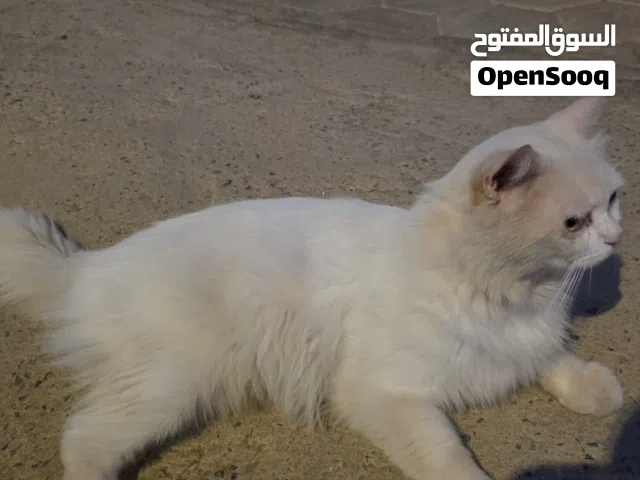 قط للتتبني