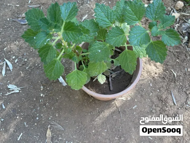 نباتات خارجية مزهرة للزينة ومميزة وجميلة