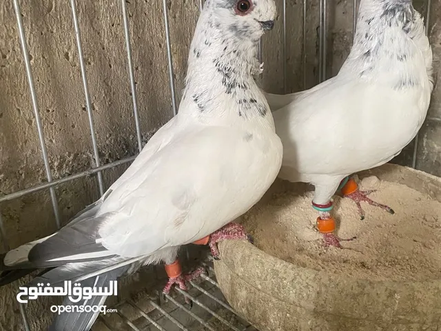 جوز ذبابنا زرق للبيع شغالات