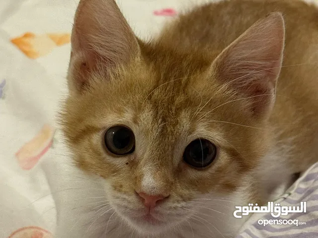 Male cat lovely and friendly looking for home