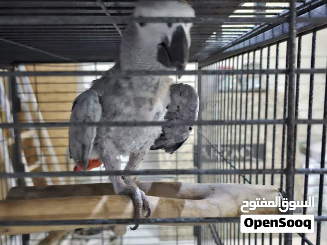 كاسكو يتكلم مع قفص كبير جدا