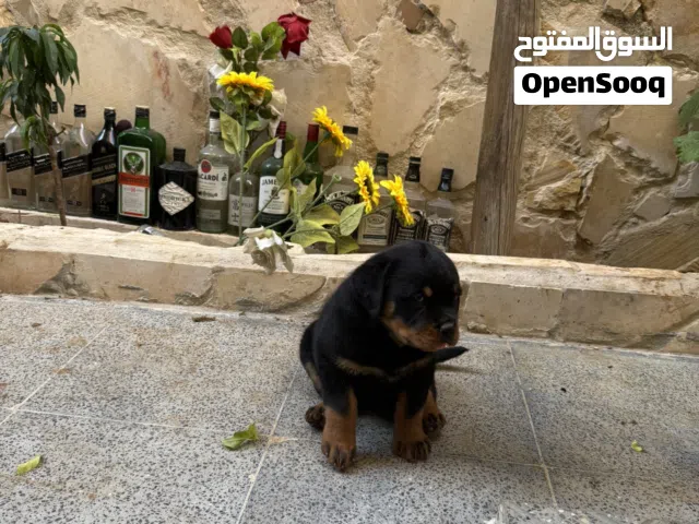 جراء روتوايلر للبيع عمر 50 يوم