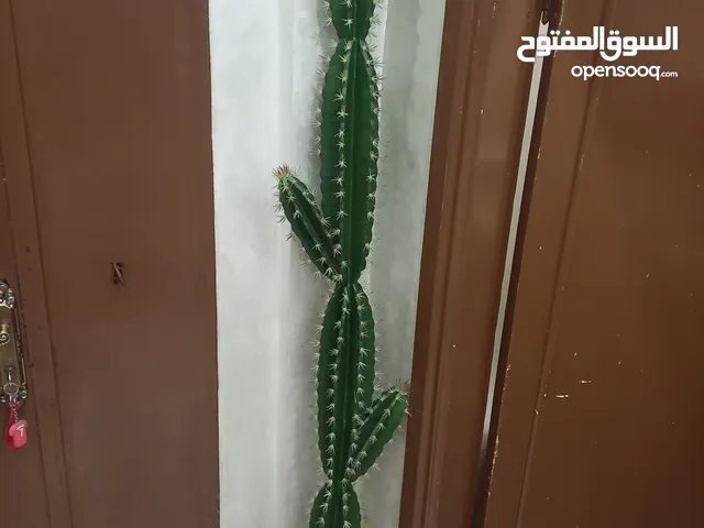 شجرة صبار صناعية