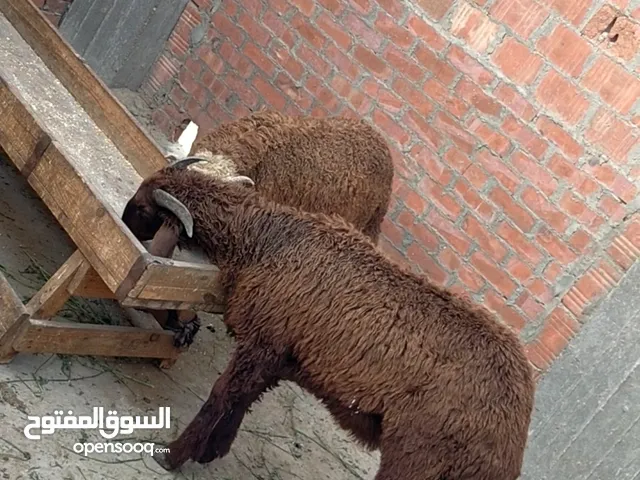 بسم الله الرحمن الرحيم الخميس15/5/2025 متاح دكرين خروفين لحم للاضحيه النوع/رحماني غنم تربيه بيتي ا