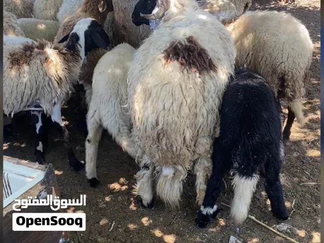 خروف تني تبارك الله بسم الله مشاء لاقوه الا بالله والسعر حرق