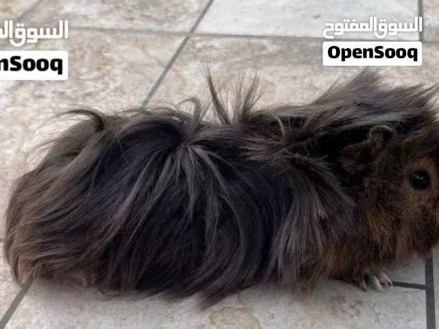 مطلوب وليس بيع مطلوب أنثى همتارو