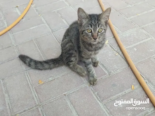 قطط للتبني Free adoption