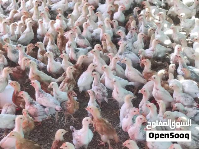 للبيع دجاج الفرنسي الابيض الكولومبي  و دجاج لوهمان بياض أحمر و ابيض
