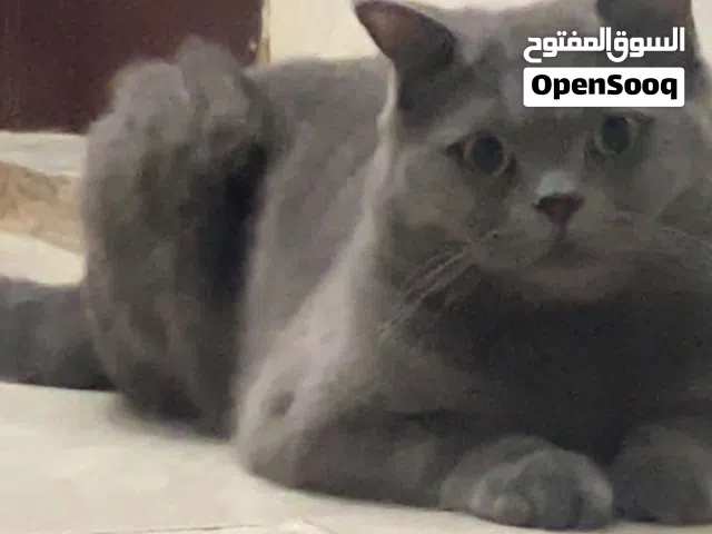 بريتش شورت هير British short hair