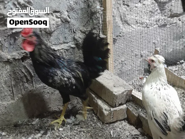 ديج ماعرف نوعيتة