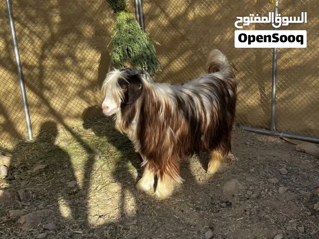 جدايه حوالي مطعومات