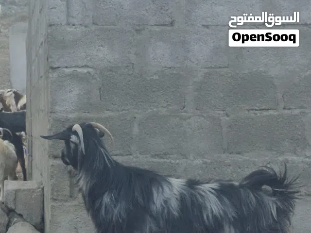 غنم كبار للبيع