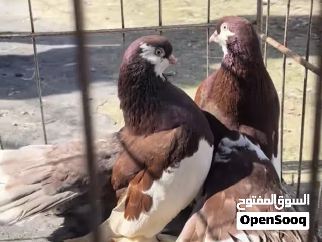 حمام هزاز روسي