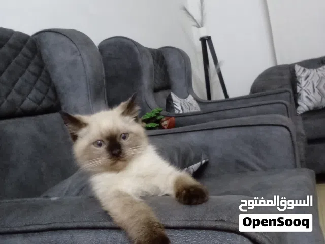 سيامي للبيع صغيره العمر 3اشهر لطيفه لعوبه بيع بداعي السفر