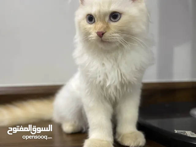 للبيع قط هملايا hamalaya kitten for sale