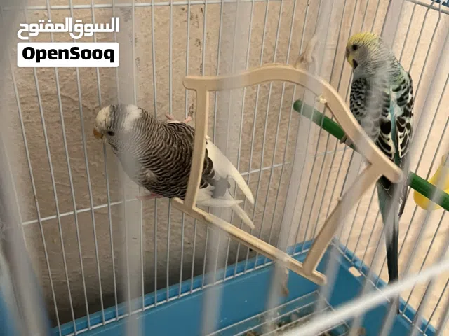 جوز عصافير حب بياضات انتاج قوي مع قفص