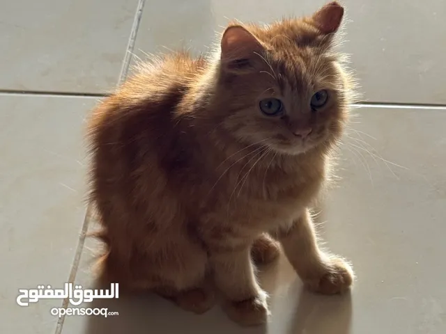 قطو جميل او أليفه أنثى