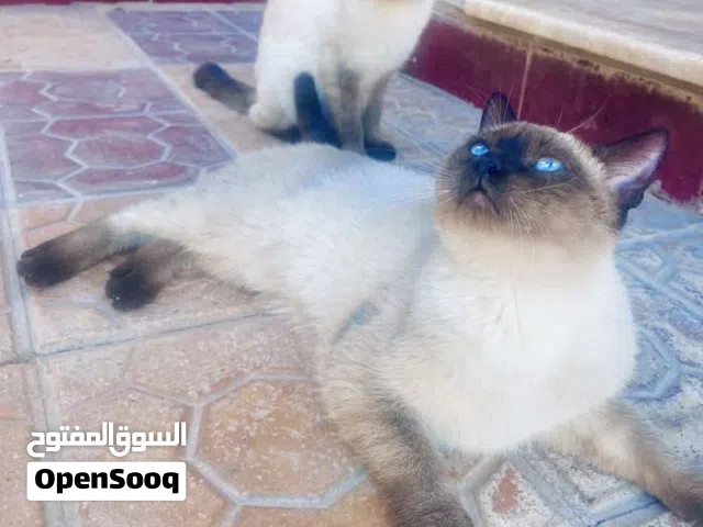 قطط نوع سيامي