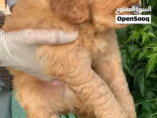 جراء جولدن ريتريفر مستوى عالي جدا