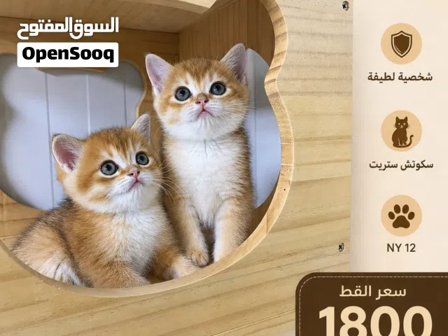 متوفر قطاو سكوتش قولد ستريت و فولد