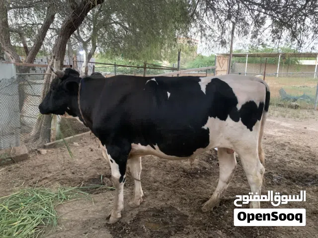 للبيع ثور هولندي بيور ضخم ما شاء الله مطعوم طعام الدار وصغير ف العمر تابع الوصف لباقي التفاصيل