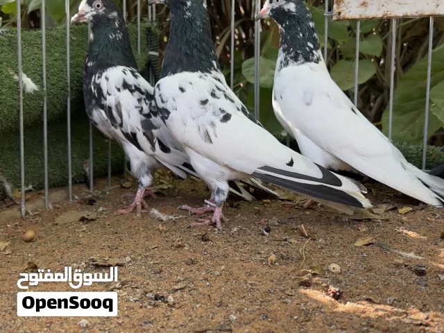 حمام تيدي128 للبيع