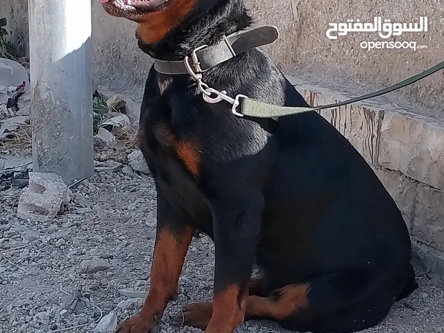للبيع انثى روت وايلر مستواها اكثير بجنن