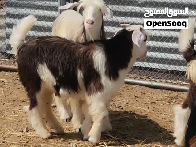 للبيع غنم من حلال رحوب