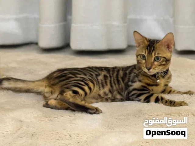 قط بنغال ذكر