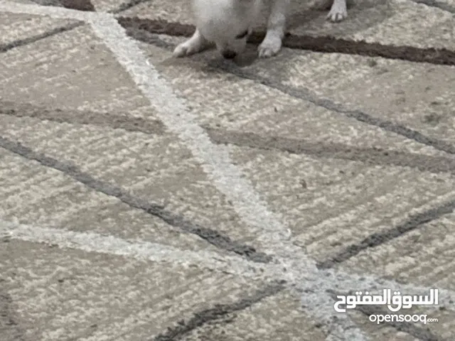 بيع جرو بومرنيان