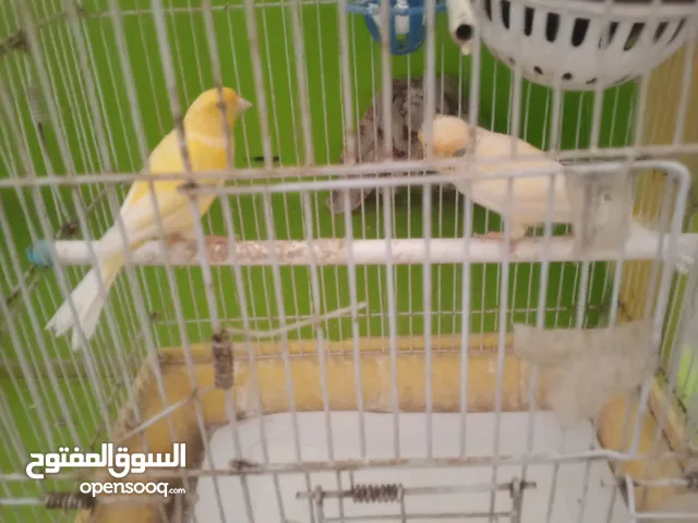 طيور للبيع