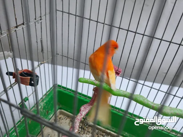 فحل كنار احمر