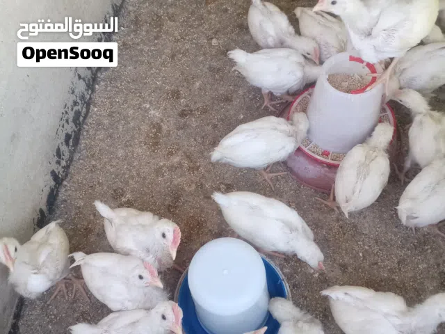 ديوك عمر 34 يوم العدد 30ديك ما شاء الله تبارك الرحمن ماخذات مطعوم نيوكاسل +فيتامينات
