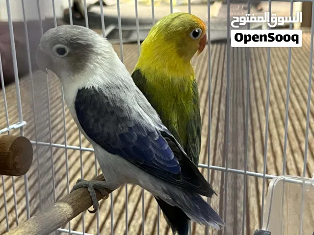 ايونج فيشر