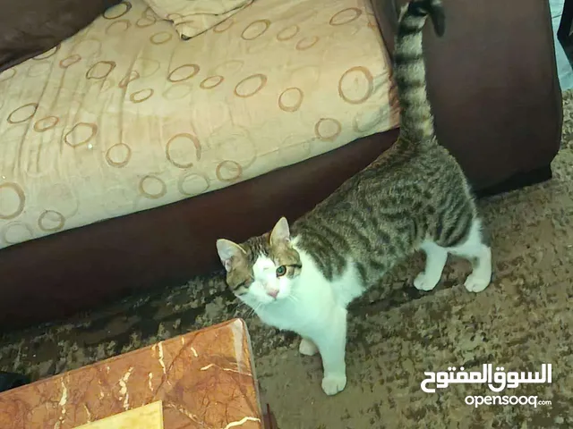 تبنّي قط مميز يبحث عن بيت دافئ