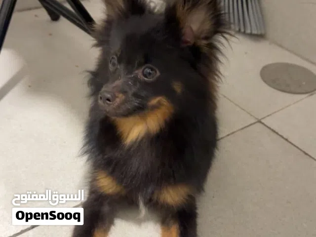 كلب عمر 7 شهور