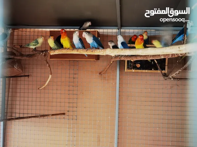 للبيع مجموعه طيور
