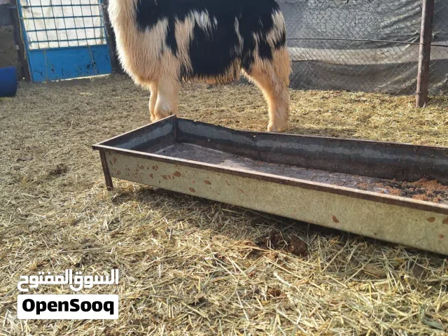 للبيع كبش نجدي سمين مشروع فحل ممتازة تبارك الرحمان