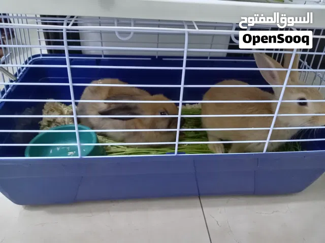 Rabbits ارانب