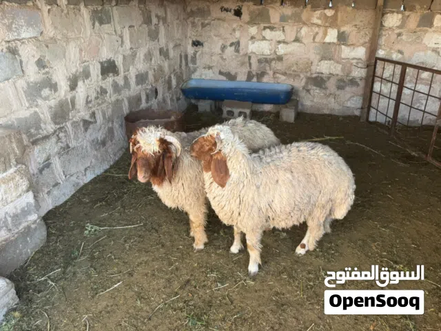 طليان فحله للبيع يرهمن ضحيه مكفولات من كل عيب