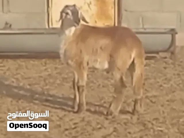 كبش سوداني