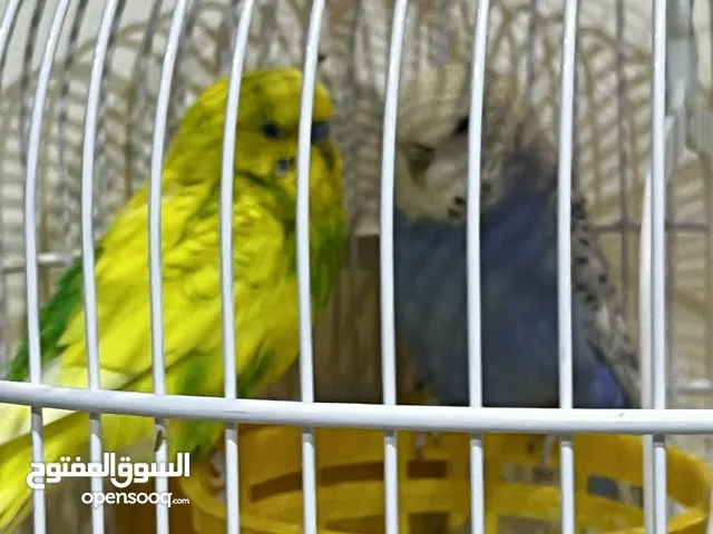 طيور حب ذكر وأنثى + ستاند وقفص للطيور + علبة أكل الطيور Free