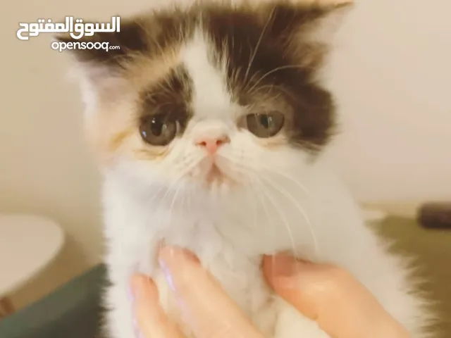 قطط مستوى عالي للبيع