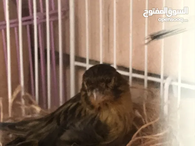Breeding pair of canary for sale in Alain
