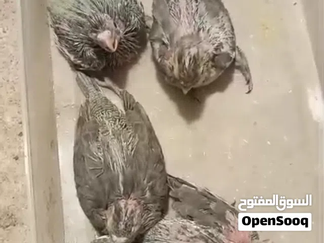 افراخ كوكتيل للبيع