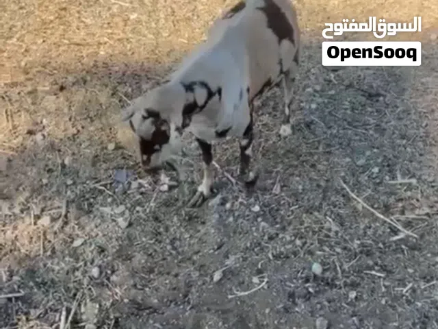 تيس من الحلال الظفاري