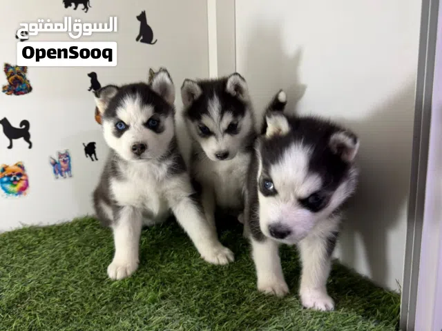 للبيع جراء هاسكي