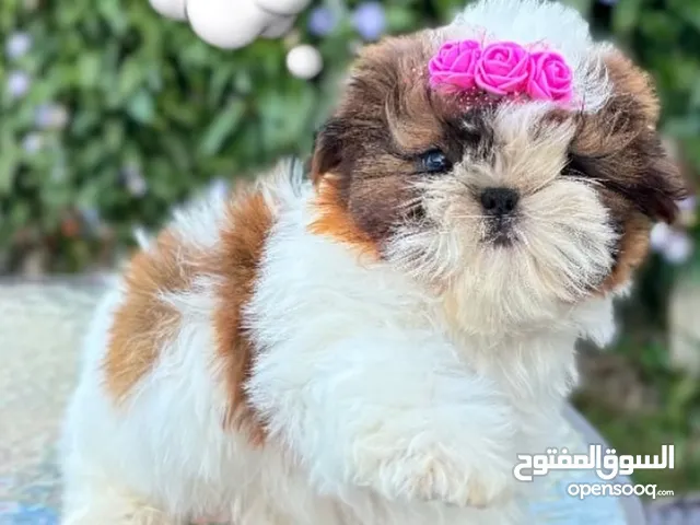 Purebred Shitzu puppies in amman